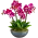 Elegant Orchid Arrangement